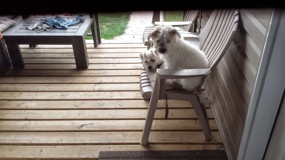 Duke on the porch chair, with little Daisy beside him.