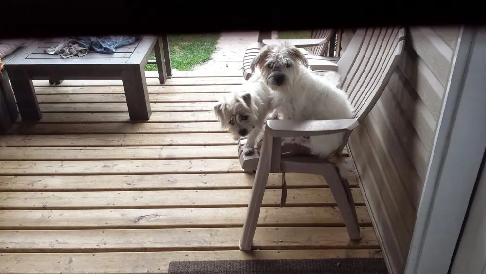 Duke and Daisy, caught in the act on the porch chair.