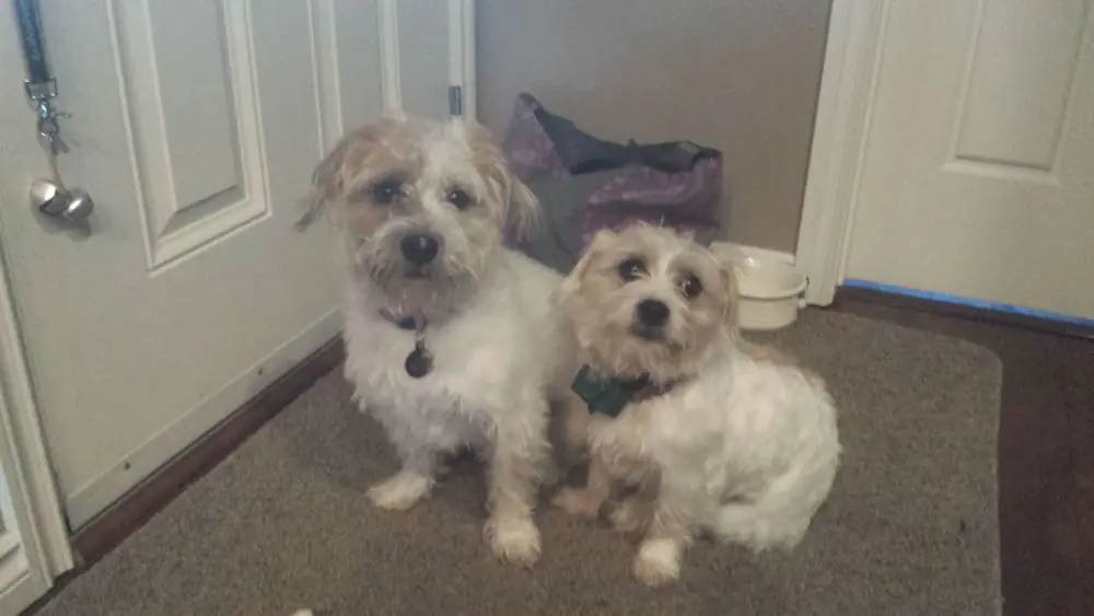Duke (left) and Daisy (right).